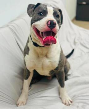 Ciroc -  Mixed Breed Dog for Adoption in West Chester, Pennsylvania - Ciroc | PetCurious