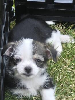 Sally -  Chihuahua Dog for Adoption in Edgewood, Kentucky - Sally | PetCurious