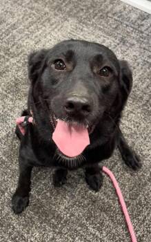 Noir -  Mixed Breed Dog for Adoption in West Chester, Pennsylvania - Noir | PetCurious