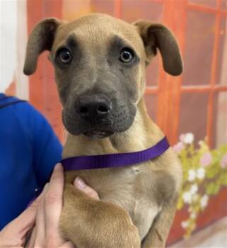 AYLA -  Pit Bull Terrier Dog for Adoption in San Bernardino, California - AYLA | PetCurious