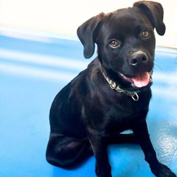 Raven -  Labrador Retriever and American Bulldog Dog for Adoption in Toronto, Ontario - Raven | PetCurious