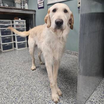 Irish Wolfhound and Golden Retriever Dogs Available for Adoption in Rockville, Maryland - Atlanta | PetCurious