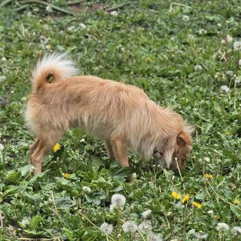 Conway D69400 -  Norwich Terrier and Mixed Breed Dog for Adoption in Minnetonka, Minnesota - Conway D69400 | PetCurious