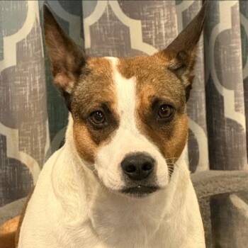 Paige -  American Staffordshire Terrier and Mixed Breed Dog for Adoption in Corpus Christi, Texas - Paige | PetCurious