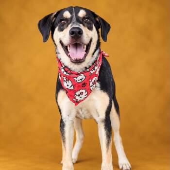 JAI ALAI -  Mixed Breed Dog for Adoption in Cranston, Rhode Island - JAI ALAI | PetCurious