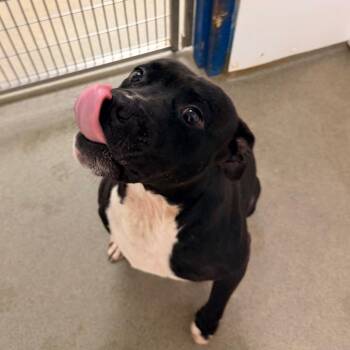 Bullfrog -  Mixed Breed Dog for Adoption in Rocky Mount, Virginia - Bullfrog | PetCurious