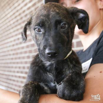 Poppy -  Shepherd and Retriever Dog for Adoption in Washington, District Of Columbia - Poppy | PetCurious