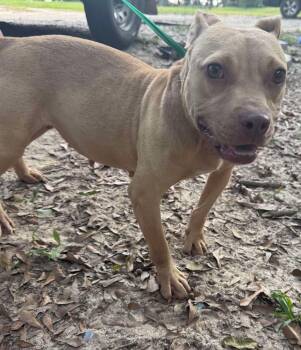 Rescue Pit Bull Terrier Dogs for Adoption in Troy, Alabama - Cinderella | PetCurious