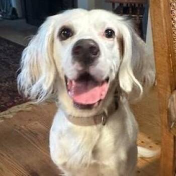 Ranger -  English Setter Dog for Adoption in Redmond, Washington - Ranger | PetCurious
