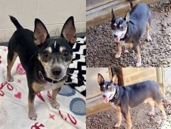 SOLO -  Rat Terrier and Mixed Breed Dog for Adoption in Fort Wayne, Indiana - SOLO | PetCurious
