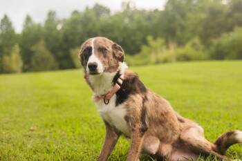 Rescue Border Collie and Mixed Breed Dogs for Adoption in Gradyville, Kentucky - Claire | PetCurious