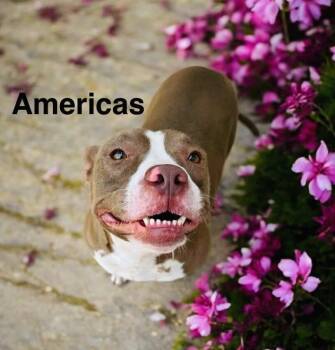 Rescue American Staffordshire Terrier and American Bully Dogs for Adoption in Eloise, Florida - Americas | PetCurious