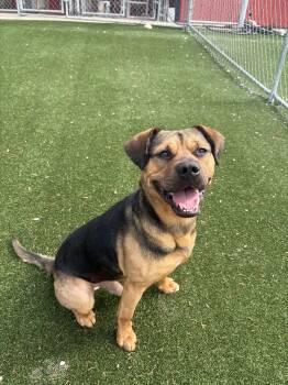 Amos -  Hound and American Bully Dog for Adoption in Gallatin, Tennessee - Amos | PetCurious