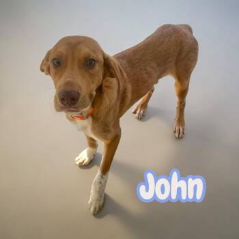 John -  Yellow Labrador Retriever Dog for Adoption in Chuckey, Tennessee - John | PetCurious