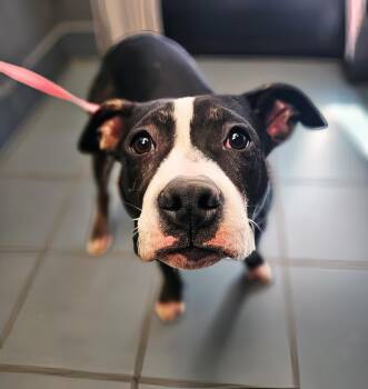 Rescue Mixed Breed Dogs for Adoption in Nashville, Tennessee - Casserole | PetCurious