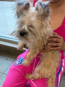 Terrier Dogs Available for Adoption in San Antonio, Texas - SCRUFFS MCGEE | PetCurious