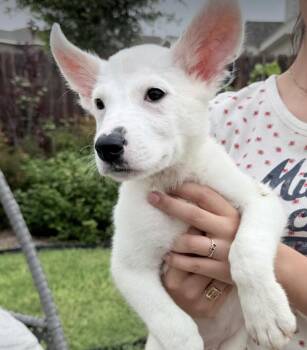 Great Pyrenees and Chihuahua Dogs Available for Adoption in Denver, Colorado - Muffin | PetCurious