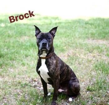 Brock -  Pit Bull Terrier Dog for Adoption in Pearisburg, Virginia - Brock | PetCurious