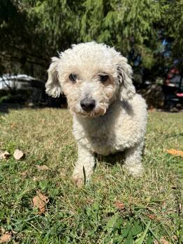 Rescue Poodle Dogs for Adoption in Latrobe, Pennsylvania - Tart | PetCurious