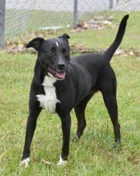 Mixed Breed Dogs Available for Adoption in Kingsland, Georgia - Smudge | PetCurious