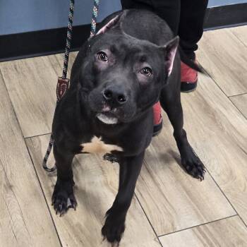 Rescue Mixed Breed Dogs for Adoption in Newark, New Jersey - Zaza | PetCurious