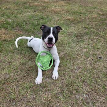 Kayla (TRAINED & SPONSORED) -  Mixed Breed Dog for Adoption in Umatilla, Florida - Kayla (TRAINED & SPONSORED) | PetCurious