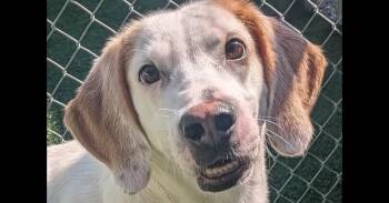 Stuckey -  Hound Dog for Adoption in Youngsville, North Carolina - Stuckey | PetCurious