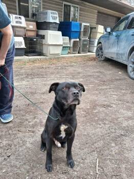 Terrier Dogs Available for Adoption - Deuce | PetCurious