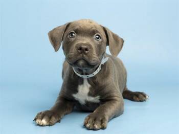 ARCHIE -  Pit Bull Terrier Dog for Adoption in Phoenix, Arizona - ARCHIE | PetCurious