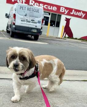 Maggie -  Lhasa Apso and Shih Tzu Dog Available for Adoption in Sanford, Florida - Maggie | PetCurious