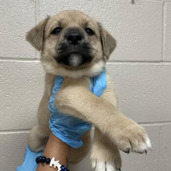 Ned -  Great Pyrenees and Mixed Breed Dog for Adoption in Birmingham, Alabama - Ned | PetCurious