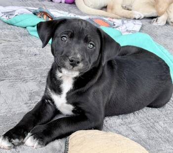 Labrador Retriever and Carolina Dog Dogs Available for Adoption - Jack | PetCurious