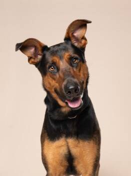 King -  German Pinscher and Mixed Breed Dog for Adoption in Atlanta, Georgia - King | PetCurious