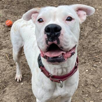 FRED -  Boxer and Mixed Breed Dog for Adoption in Kyle, Texas - FRED | PetCurious