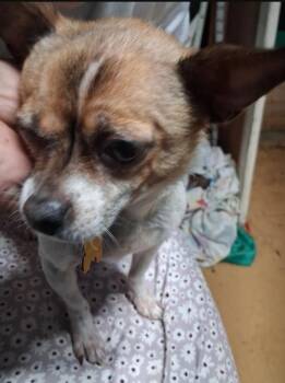 Phoebe -  Chihuahua Dog for Adoption in Evansville, Indiana - Phoebe | PetCurious
