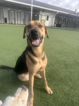 Rescue German Shepherd Dog Dogs for Adoption in Lucas, Texas - COOPER GS | PetCurious