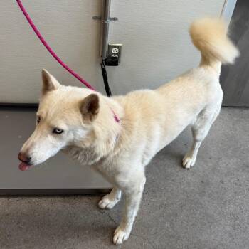 Rey -  Mixed Breed Dog for Adoption in Las Cruces, New Mexico - Rey | PetCurious