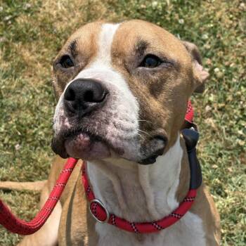 American Staffordshire Terrier Dogs Available for Adoption in Greenville, South Carolina - Tommie | PetCurious