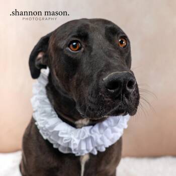 Boss Hog aka Blackie -  Black Labrador Retriever and Great Dane Dog for Adoption in Las Vegas, Nevada - Boss Hog Aka Blackie | PetCurious