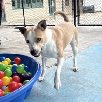 Terrier and Labrador Retriever Dogs Available for Adoption in Springfield, Missouri - Honeybun | PetCurious