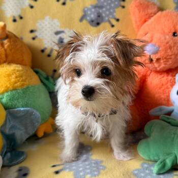 Titus -  Yorkshire Terrier Dog for Adoption in Normal, Illinois - Titus | PetCurious