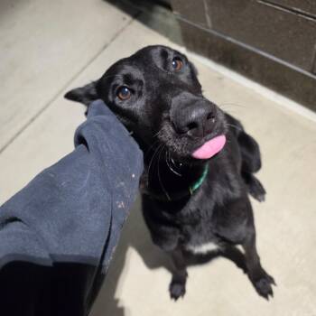 Moonstone -  Belgian Shepherd Malinois and Mixed Breed Dog for Adoption in Greensboro, North Carolina - Moonstone | PetCurious