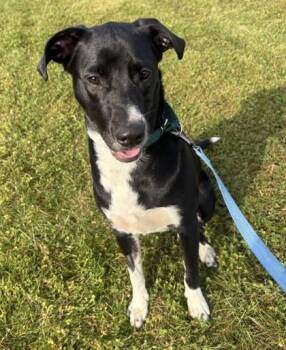 Mikita -  Labrador Retriever Dog for Adoption in Downers Grove, Illinois - Mikita | PetCurious