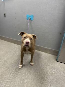 RYLO -  Pit Bull Terrier Dog for Adoption in Las Vegas, Nevada - RYLO | PetCurious