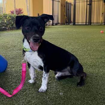 Oscar -  Jack Russell Terrier Dog for Adoption in West Palm Beach, Florida - Oscar | PetCurious