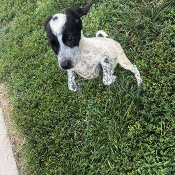 Moonpie -  Australian Cattle Dog Blue Heeler and Border Collie Dog for Adoption in Lexington, Kentucky - Moonpie | PetCurious