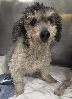 Poodle Dogs Available for Adoption in Malvern, Pennsylvania - Jenna | PetCurious