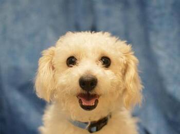 Jigsaw -  Maltese Dog for Adoption in Portland, Oregon - Jigsaw | PetCurious