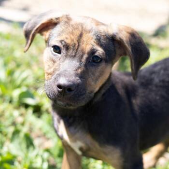 Pearl -  Labrador Retriever and Mixed Breed Dog for Adoption - Pearl | PetCurious
