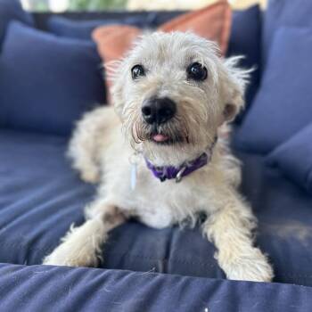 Rescue Terrier Dogs for Adoption in Ramona, California - Asiago | PetCurious